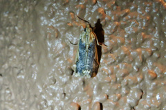 Loxostege albiceralis
