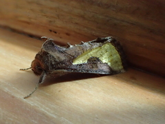 Thysanoplusia orichalcea