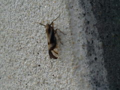 Delphax crassicornis