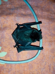 Eptesicus furinalis