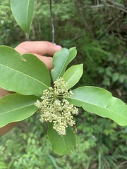 Zanthoxylum schreberi