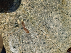 Notocomplana chierchiae