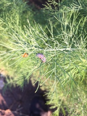 Crioceris duodecimpunctata