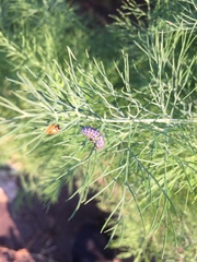 Crioceris duodecimpunctata