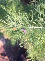 Crioceris duodecimpunctata