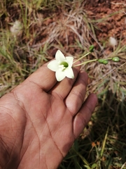 Helieae