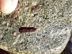 Notocomplana chierchiae