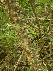 Zanthoxylum schreberi