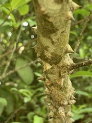 Zanthoxylum schreberi