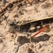 Pronotal Range Grasshopper - Photo (c) Nick Moore, some rights reserved (CC BY-NC), uploaded by Nick Moore