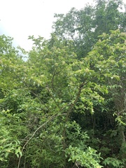 Zanthoxylum schreberi