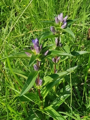 Gentiana cruciata cruciata