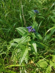Gentiana cruciata cruciata