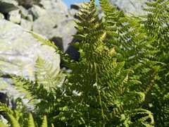 Athyrium distentifolium