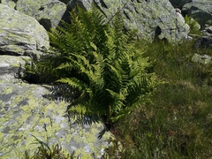 Athyrium distentifolium