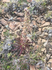 Pedicularis lanata