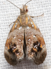 Tebenna gnaphaliella