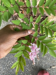Indigofera tinctoria