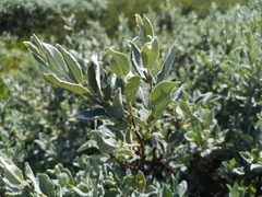 Salix lapponum