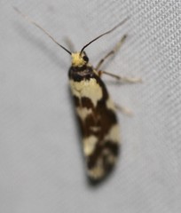 Lactura cristata