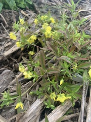 Lysimachia quadriflora