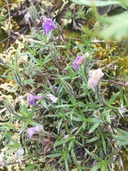 Campanula uniflora