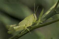 Schistocerca obscura