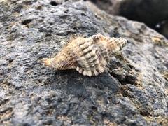 Tonnoidea