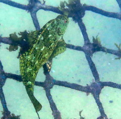Aplodactylus lophodon