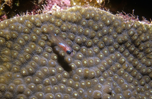 Gobiiformes