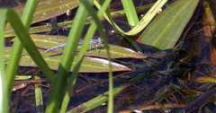 Ischnura perparva