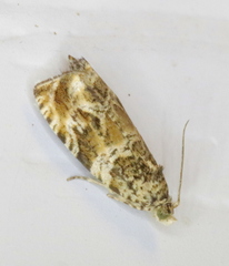 Olethreutes olivaceana