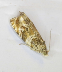 Olethreutes olivaceana