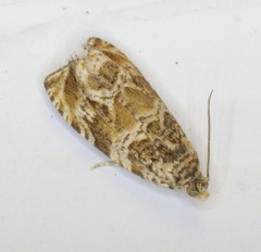 Olethreutes olivaceana