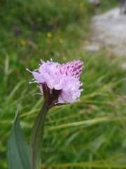 Traunsteinera globosa