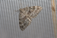Entephria caesiata