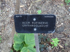 Acer rufinerve