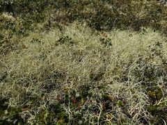 Alectoria ochroleuca