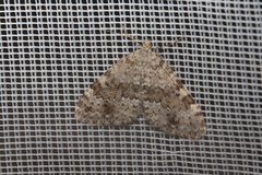 Entephria caesiata