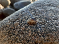 Siphonaria lessonii