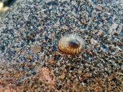 Siphonaria lessonii