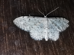 Idaea camparia