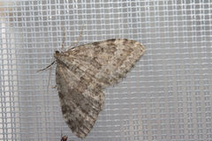 Entephria caesiata