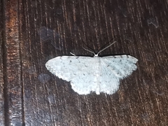 Idaea camparia