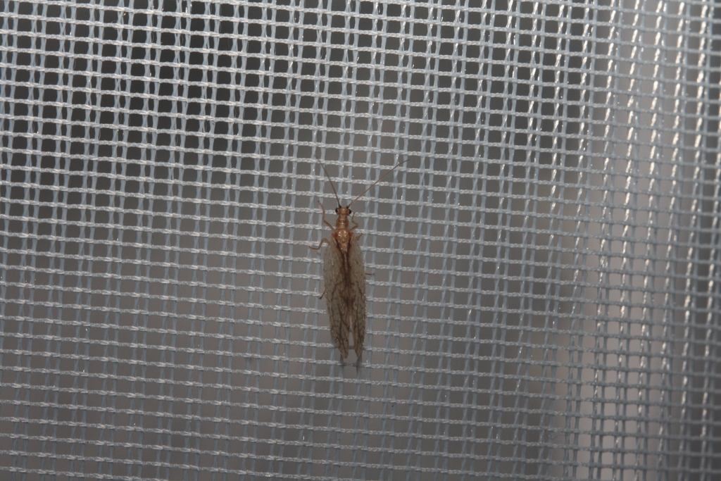 Micromus lanosus