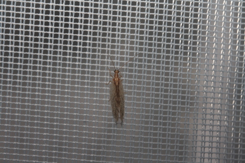 Micromus lanosus