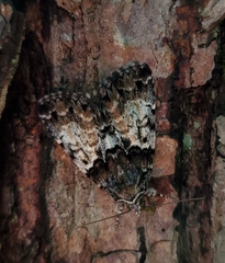Allotria