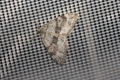 Entephria caesiata