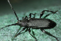 Ropalopus clavipes