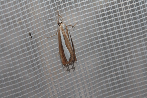 Catoptria pyramidellus
